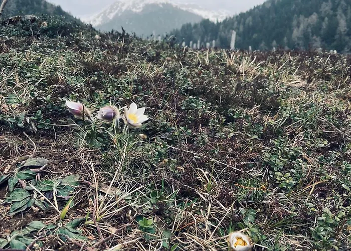 Appartamento Padaster 1262 Trins